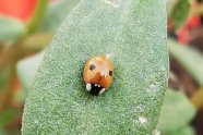 Zweipunkt-Marienkäfer auf Blatt