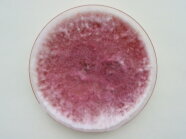 Fusarium graminearum Platte