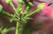 Cinerarien-Blütenstand mit Lausbefall 