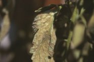 Samtfleckenkrankheit auf der Blattunterseite