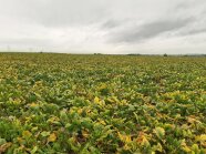 Feld mir vergilbten Zuckerrübenpflanzen