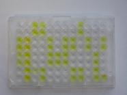 Die gelb gefärbten Vertiefngen in der ELISA-Platte zeigen an, welche Proben mit Virus befallen sind.