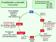 Schaubild