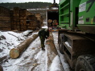 Untersuchung der für den Export bestimmten Rundhölzer auf die Einhaltung der phytosanitären Anforderungen.