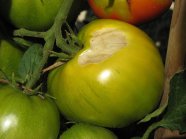 grüne Tomate mit Sonnenbrand 