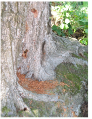 Heimischer Ahornbaum mit Bohrlöchern