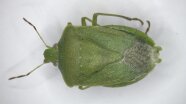 Eine adulte Grüne Reiswanze. Die Tiere sind grün und haben drei bis fünf helle Punkte auf dem Rücken. Sie wird bis ca. 1,6 cm groß