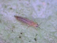 Nahaufnahme eines Kalifornischen Blütenthrips auf einem Blatt