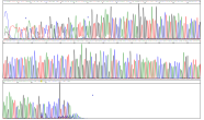 Chromatogramm der LMoV-Sequenzierung