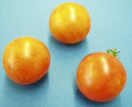 helle Flecken an drei Tomaten