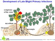 Development of Late Blight Primary Infections