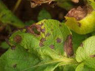 Alternaria - leaf spots