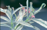 Spinnmilben an einer Oleanderpflanze