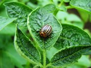 Käfer auf Blatt