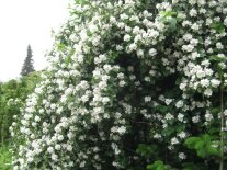weiß blühender Strauch in einer Hecke