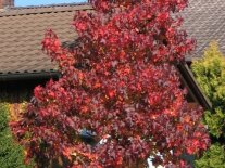 Amberbaum mit Herbstlaub