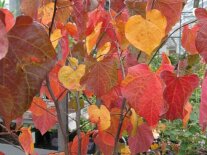 Herbstlaub des kanadischen Judasbaumes