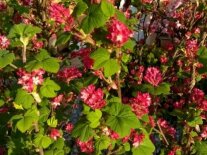Blüten der Blut-Johannisbeere
