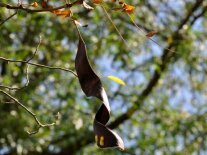 braune bohnenförmige Frucht an einem Baum