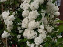 Blüten der Deutzie