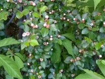kleine Blüten an grünen Zweigen