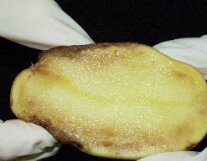 Eine behandschuhte Hand hält eine befallene Kartoffel.