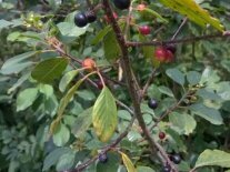 Früchte des Faulbaumes