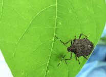 Marmorierte Baumwanze an Bohnenblatt