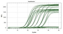 Freisetzung von Fluoreszenzstrahlung während der Realtime RT-PCR