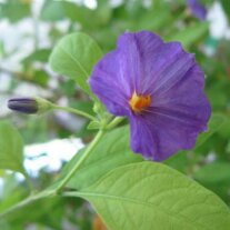 lila Blüte in Nahaufnahme