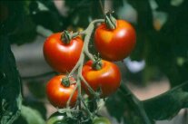 Tomaten mit Gelbkragen