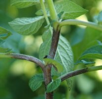 Schadbild bei Stängelbefall