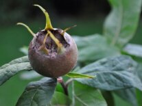 braune Frucht der Mispel