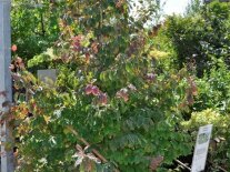 Eisenholzbaum in einer Baumschule