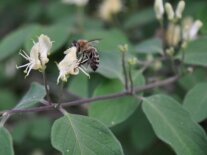 Zweig mit weißen Blüten auf denen eine Biene sitzt