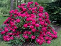 üppig blühender Rhododendron-Strauch