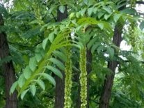 Blätter und Blüten eien Flügelnussbaumes