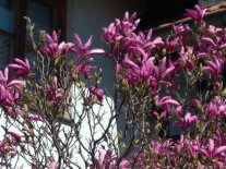 Blüten der Magnolie 'Susan'
