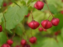 rote Früchte an einem Zweig