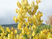 Spitze eines kleinen Baumes mit gelben Blättern
