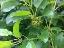 Blüten des Kreuzdorns