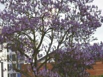 Violett blühender Baum