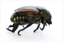 Seitenansicht eines Japankäfers mit auffälliger Behaarung als Erkennungsmerkmal