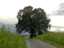 alte Eiche an einer kleinen Straße zwischen Maisfeldern