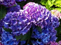 blühende Hortensie