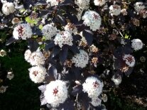 Strauch mit großen weißen Blüten