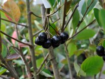 Zweig mit schwarzen Beeren