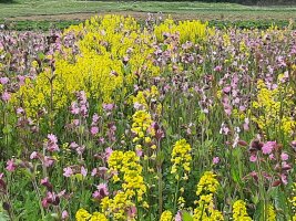 Bunte Blüten auf einem Grünstreifen.