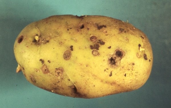 Bildergalerie: bedeutende Krankheiten und Schädlinge an Kartoffeln - LfL