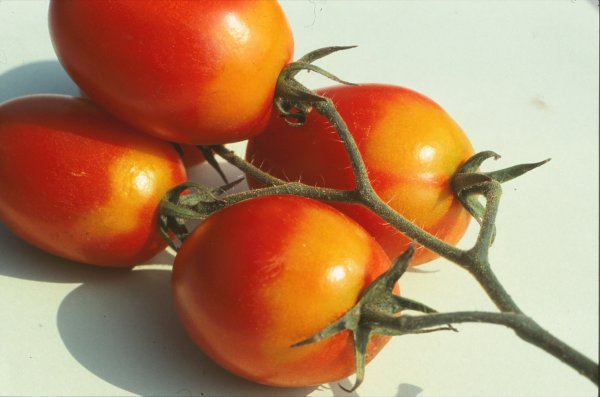 Tomaten Krankheiten Schadlinge Und Physiologische Storungen Lfl